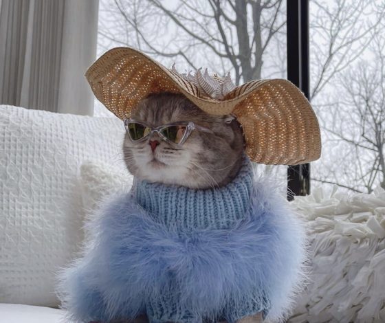 5 VK Клипов с милыми котами