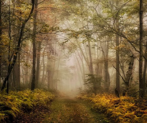 iPhone Photography Award 2022: кто оказался в числе победителей в этом году?