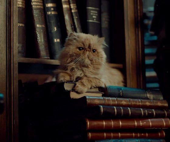 Первое издание «Гарри Поттера» случайно спасли от гибели