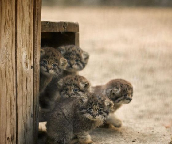 Видео дня: маленькие манулы учатся ставить лапки на хвост