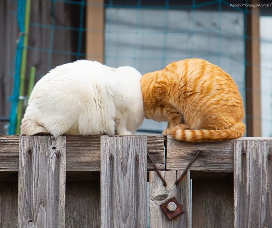 Фото дня: опубликованы победители премии самых забавных фотографий домашних животных