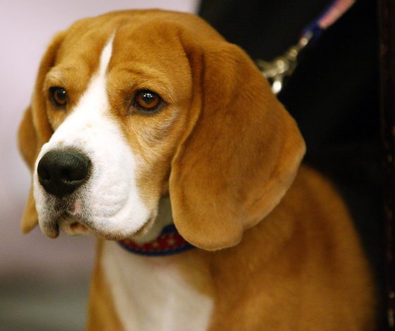 Собака породы бигль родила первого в мире арктического волчонка: смотрим на малыша