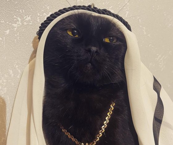 Знакомьтесь, кот в образе шейха - новая звезда Сети