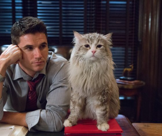 Тест: какой породы ты котик?