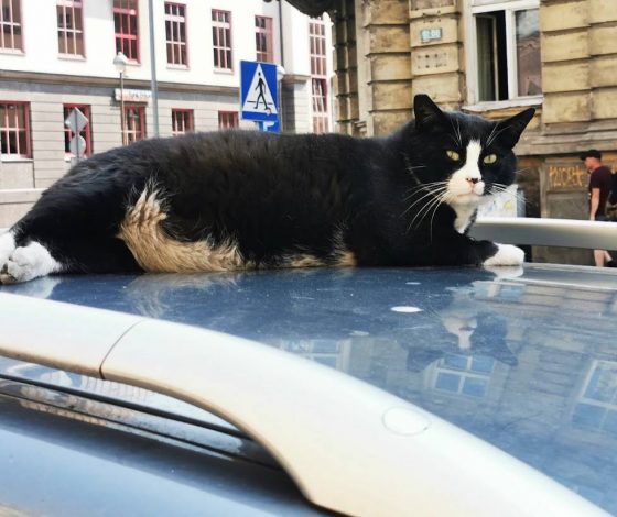 Уличный кот по имени Гацек стал городской достопримечательностью