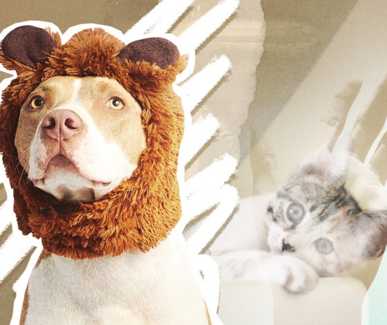 С кем оставить питомца во время отъезда: 5 надежных зоогостиниц и мест по передержке