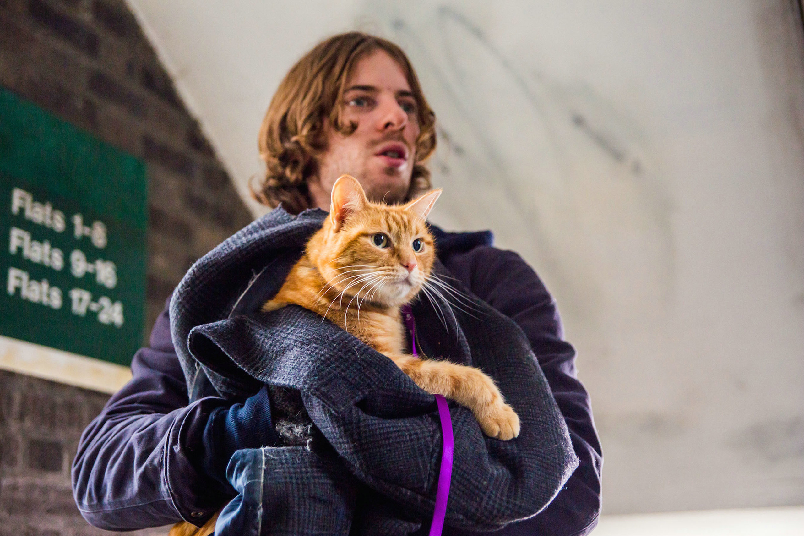 Rarely on the ground, a cat with six -legged was born