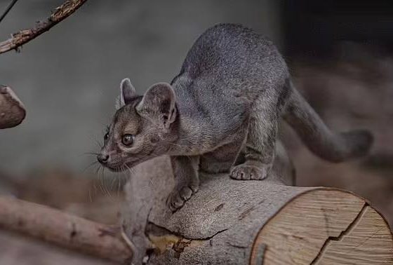 В зоопарке Чешира родились детёныши фоссы