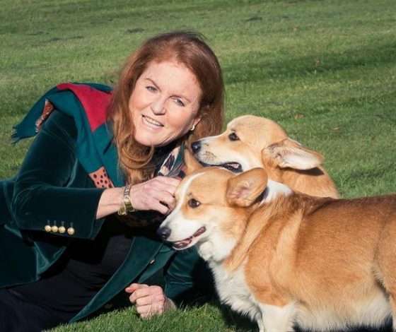 Как поживают корги королевы Елизаветы II после ее смерти: в Сети появились новые фотографии питомцев