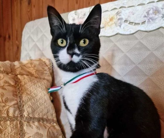 Кошка стала мэром итальянского города