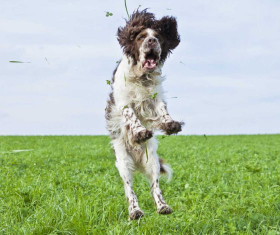5 клипов ВКонтакте с забавными собаками