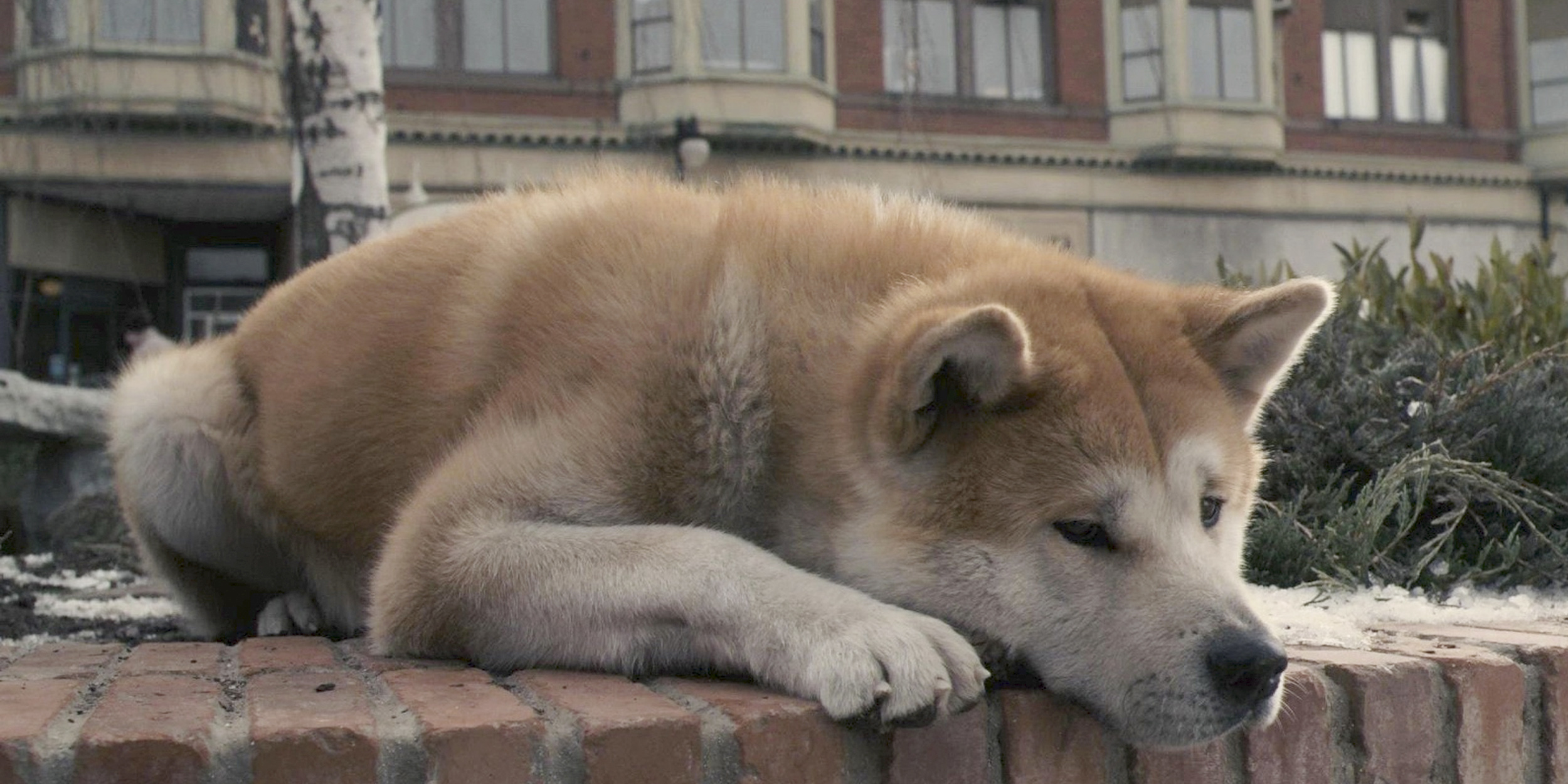 Почему собаки верные. Акита-ину. Акита-ину Хатико. Хатико самый верный друг. Акита ину Хатико самый верный друг.