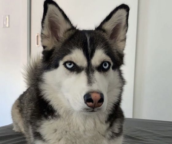 Фото дня: помесь хаски и корги покорила сердца интернет-пользователей