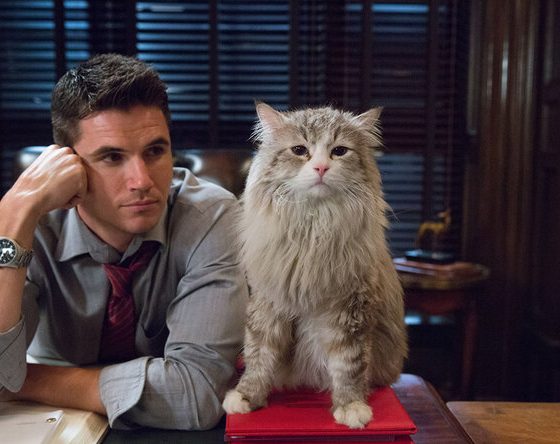 15 смешных мемов, благодаря которым ты полюбишь котов