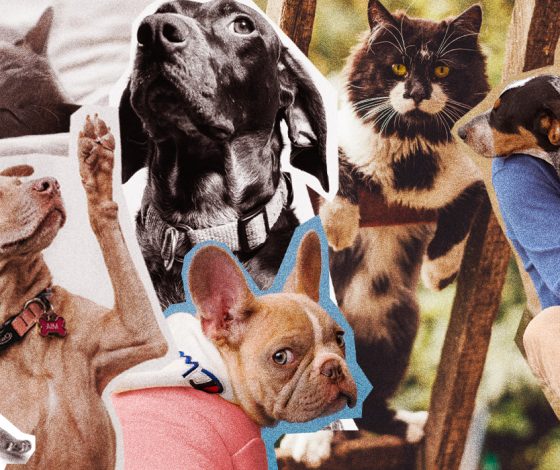 Хочу, но не знаю как: 5 простых способов помощи бездомным животным