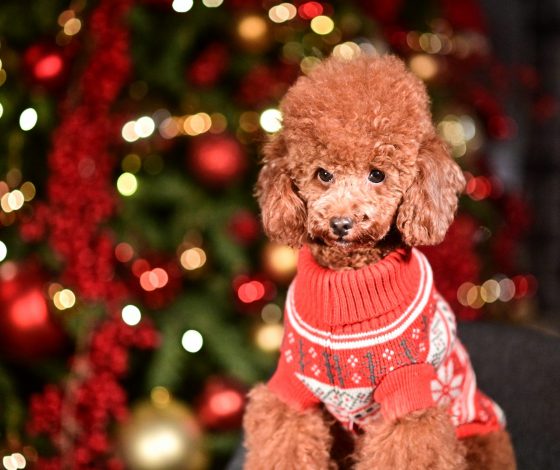 Встречаем по одежке: подбираем луки на Новый год для самых важных