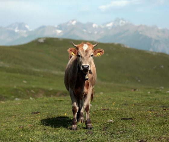 Создано масло из воздуха. На очереди – сыр, мороженое и молоко