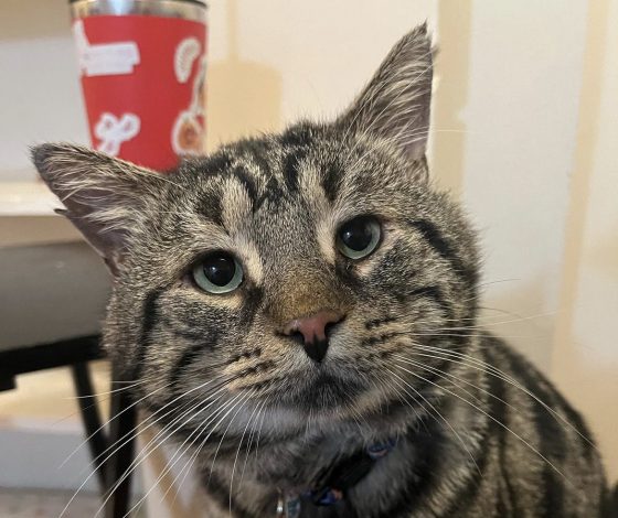 История тянет на Оскар: как грустный кот Фиштофер нашел дом благодаря Twitter