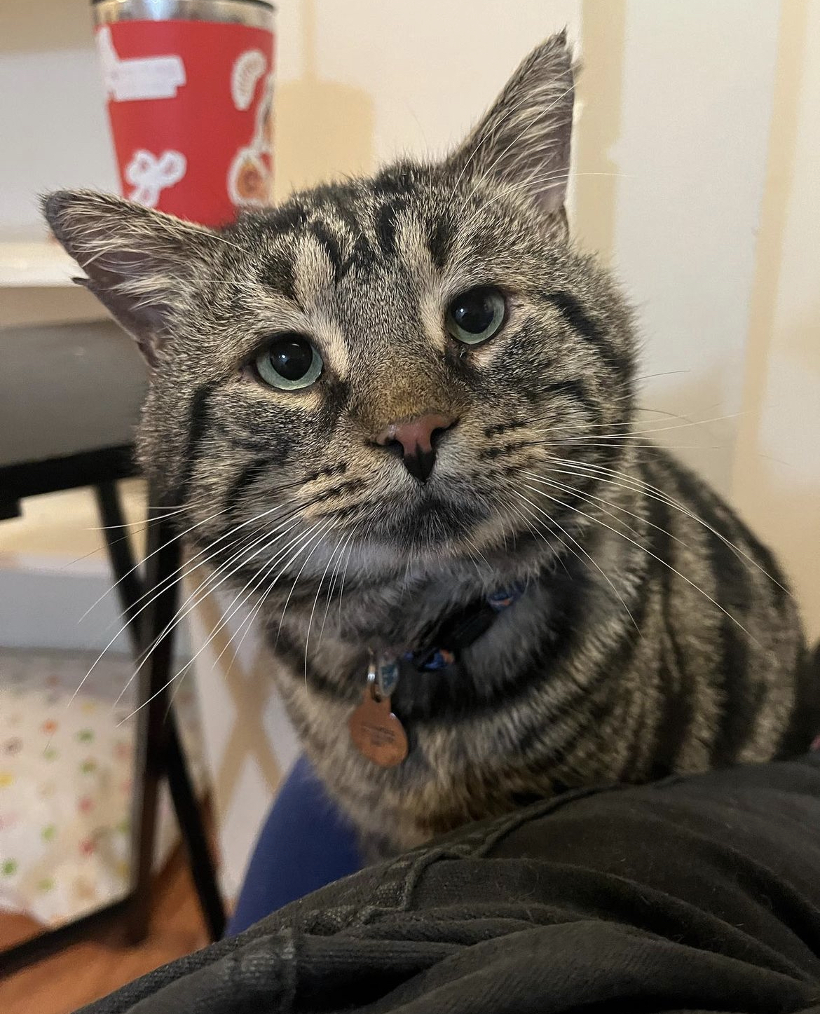 The story attracts the Oscar: how the sad cat Fishtofer found a home thanks to Twitter
