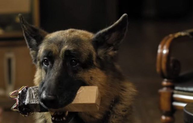 Хвостатый Голливуд: какие породы собак чаще всего снимают в фильмах?