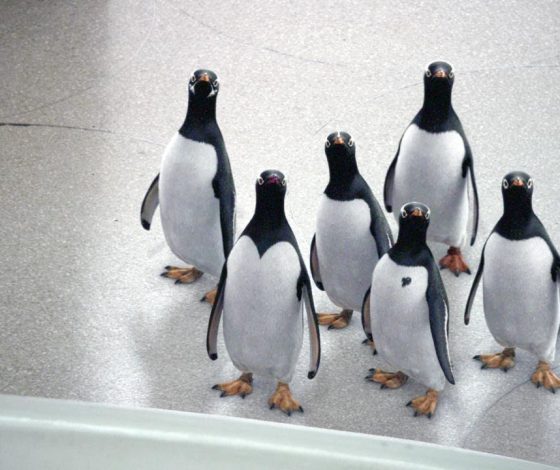 Видео дня: пингвины выбирают самые красивые камни для своих возлюбленных