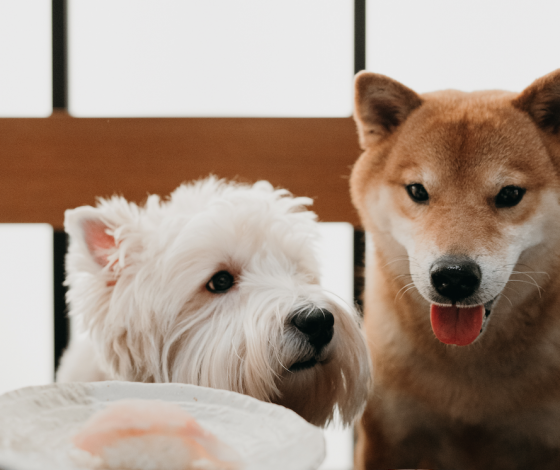 На радость всем: SHIBA и SRSLY представили зеленый сет для вас и ваших питомцев