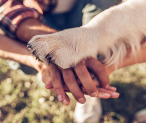 Тест: как хорошо ты знаешь своего питомца?