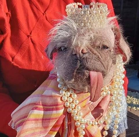 7 самых уродливых собак Великобритании