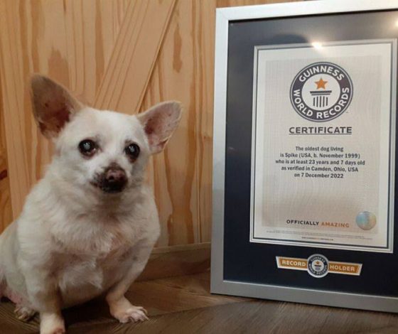 Названа самая старая собака в мире. По человеческим меркам ей более 125 лет