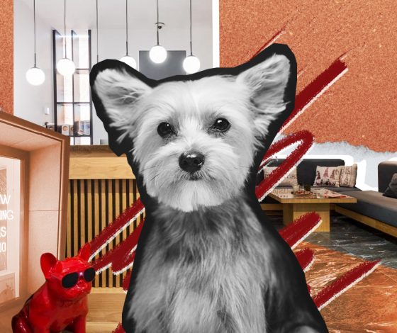 5 причин, почему тебе стоит доверить груминг своего питомца профессионалам