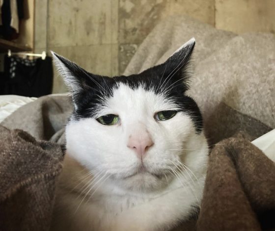 Депрессия в ноль лет: в Сети найден самый грустный кот