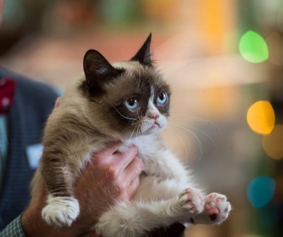 Найден кот, который страдает от аллергии на других кошек