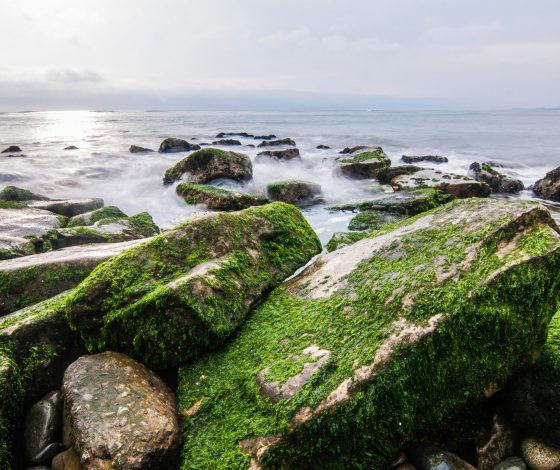 Любимый продукт для смузи Ким Кардашьян: в чем польза морского мха?