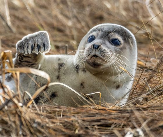 Российские ученые и экологи проводят учет тюленей