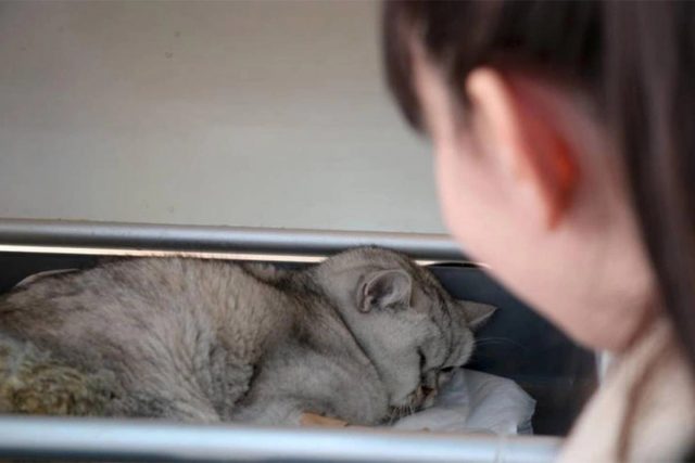 Спустя почти 50 дней после землетрясения: в Турции под завалами нашли живого кота