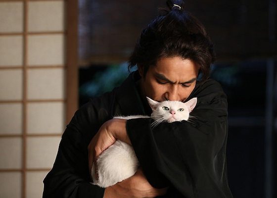 Спустя почти 50 дней после землетрясения: в Турции под завалами нашли живого кота