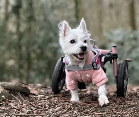 До слез: собака в инвалидной коляске собирает деньги для питомцев с ограниченными возможностями