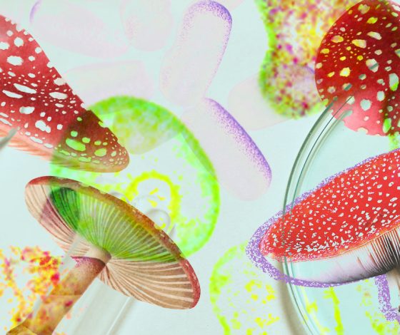 Generation M: как микродозинг мухоморов стал главным трендом российских биохакеров?