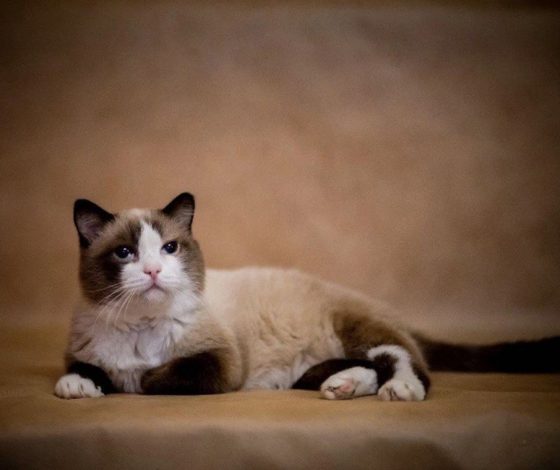 Умер самый старый кот в России. По человеческим меркам ему было 150 лет