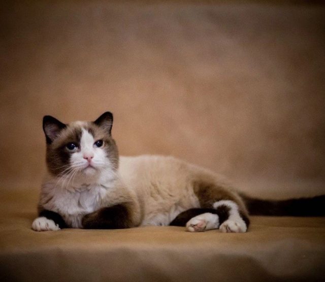 Умер самый старый кот в России. По человеческим меркам ему было 150 лет