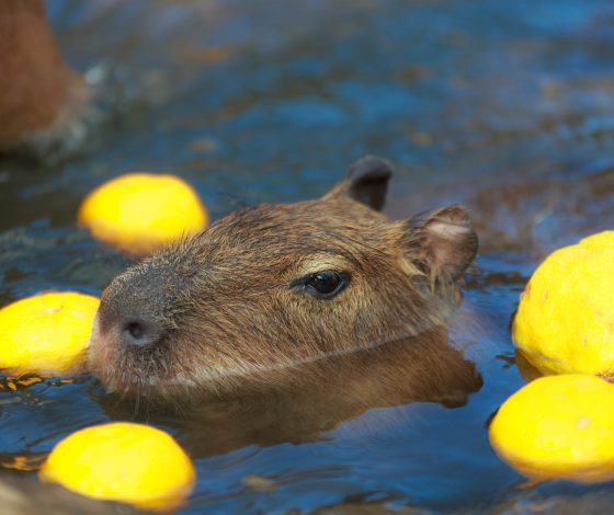 Тест: какая ты капибара?