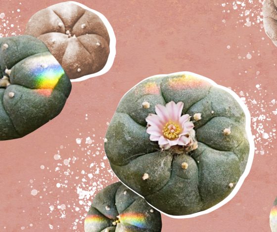 Дело не в колючках: чем опасен ядовитый кактус пейот?