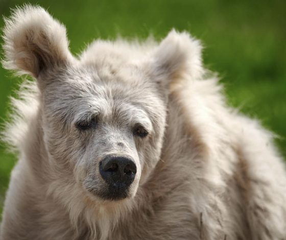 Все мы немного сонная медведица: как проснувшееся животное стало мемом соцсетей?