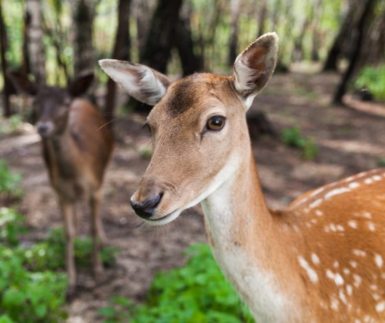 Выходные за городом: где отдохнуть в Подмосковье?