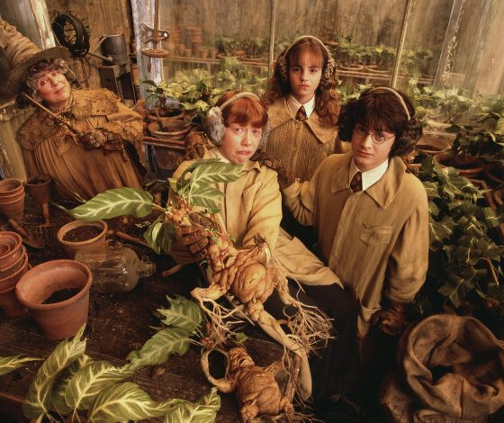 Тест. Угадай, что это: фрукт, ягода или овощ