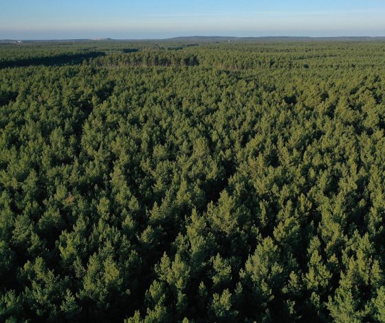 Собака спасла пропавшего в лесу мальчика