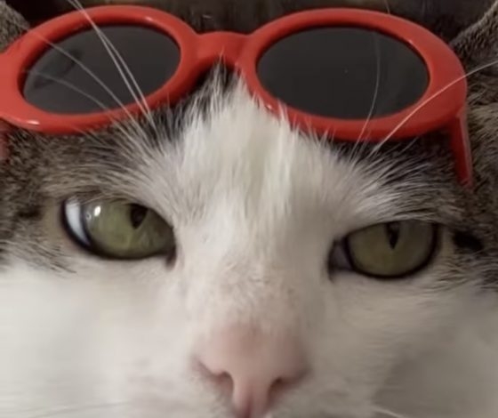 Найден самый осуждающий взгляд в Интернете: кошка, которая не скрывает своего мнения