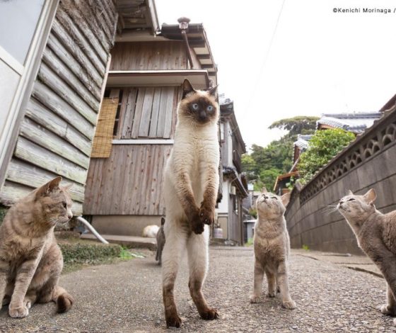 Кто самый смешной? В сети появились фото финалистов конкурса Comedy Pet Awards 2023