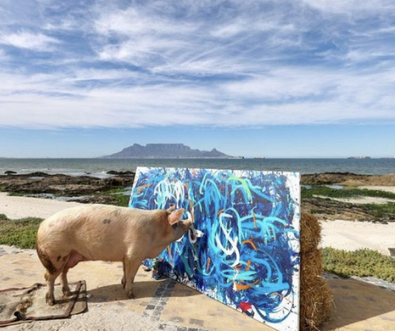 Пигкассо: свинья заработала более миллиона долларов на продаже собственных картин