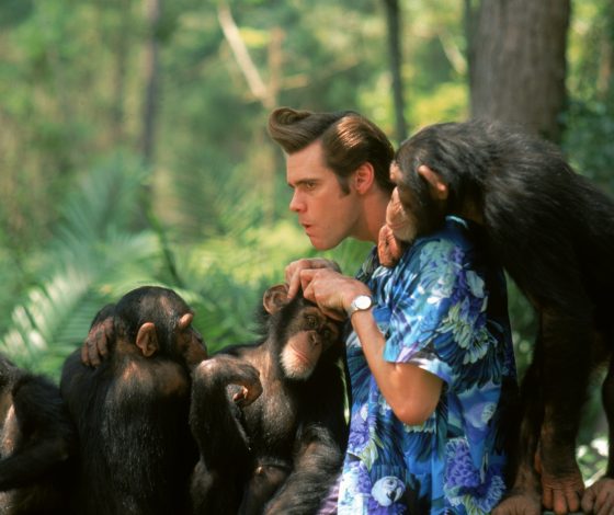 Просто прелесть: какие животные попали в Книгу рекордов Гиннеса и за что?